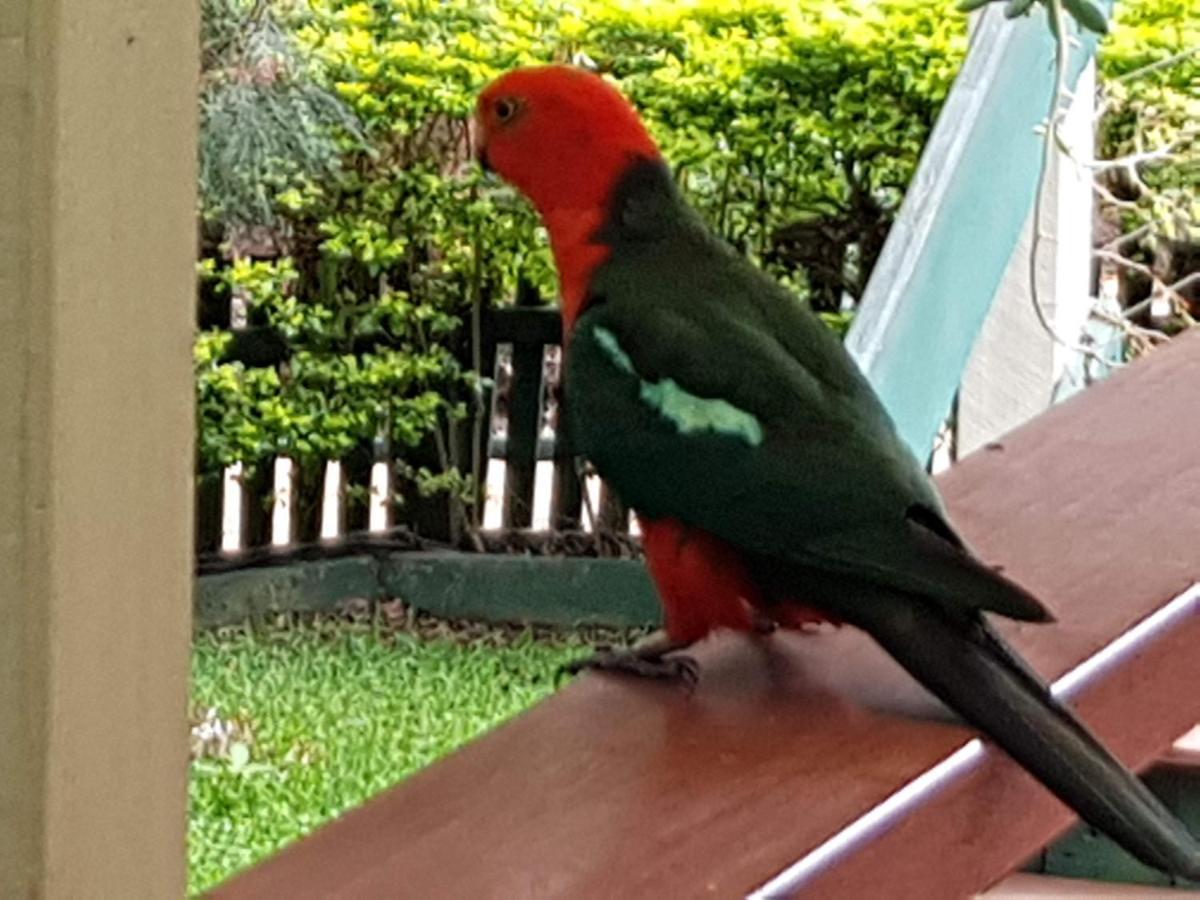 Buderim Forest Hideaway Экстерьер фото